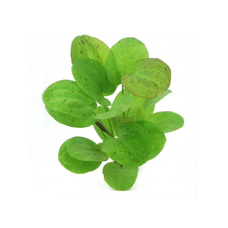 Dennerle Echinodorus Dschungelstar No. 9 Spotted Harbich - imagine 4